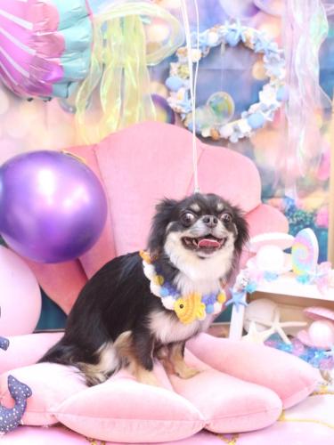 20240828らんまるちゃん